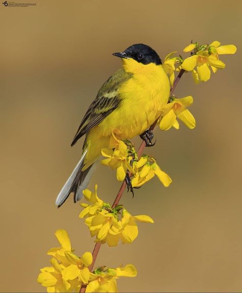 Names Of Birds, Yellow Wagtail, Super Photo, Bird Painting Acrylic, Yellow Birds, Beautiful Butterfly Photography, Best Cameras, Most Beautiful Birds, Best B