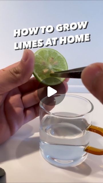 8M views · 844K likes | Armen Adamjan on Instagram: "Have you tried growing a lime tree?! 😲🌱 
.
.
.
.
#lime #lifehacks #plantbased #diy #howto #tipsandtricks #lifestyle #plants" How To Grow Limes From Seeds, House Tree Plants, Key Lime Tree, Lime Trees, Creative Explained, Growing Corn, Florida Plants, Finger Lime, Creative Food Art