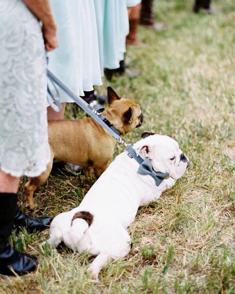 Angus the English bulldog and Hamilton the French bulldog are a huge part of this couples' lives, so of course they had to be a part of the wedding day. Wearing bow ties from Charlie Be Good, they walked down the aisle together and watched their parents tied the knot. Dogs At Weddings, Tom Ford Tuxedo, Periwinkle Flowers, Marriage Reception, Crunches Workout, Blue Wedding Shoes, Something Blue Wedding, Pet Mom, Bull Dogs