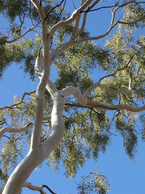 Alice Springs Australia, Art Assessment, Reaching For The Sky, Gum Trees, Gum Tree, Australian Landscape, Alice Springs, Leaf Images, Assessment