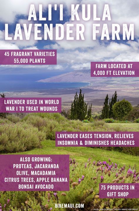 Dream of a Hawaiian vacation and you might not immediately think of picking sprigs of French lavender on a lush slope veiled in mist. But such is the exotic beauty of Maui’s Ali’i Kula Lavender Farm, a lovely, out of the ordinary experience treasured by both locals and visitors. #lavender #lavenderfarm #farming #maui #hawaii #upcountry #lavendertours #Globetrotter #NextDestination #LetsTravel #HappyTraveller #TravelTips #TheBestDestinations #TravelInspiration #TravelJunkie #WorldExplorer #alii Maui Lavender Farm, Kula Maui, Watch Sunrise, Chang A, Lavender Farms, Hawaiian Honeymoon, Maui Wowie, Maui Activities, Maui Hawaii Vacation