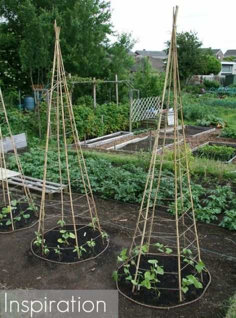 Bean Trellis, Pinterest Challenge, Trendy Plants, Diy Trellis, Tomato Cages, Homestead Survival, Vegetable Garden Design, Garden Trellis, Planting Vegetables