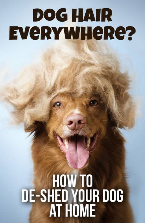 Deshedding Dog Tips, Deshedding Dog Diy, Dog Shedding Remedies, Stop Dog Shedding, Dog Hair Cleaning, Dog At Home, Colorful Hairstyles, Long Haired Dogs, Dog Grooming Tips