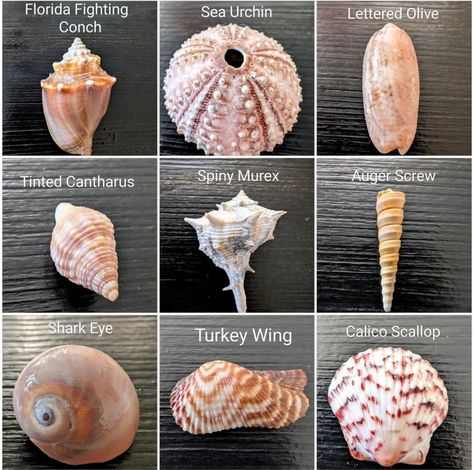 Types Of Seashells, Seashell Identification, Types Of Shells, Craft Market Display, Shell Tiles, She Sells Seashells, Market Displays, Florida Living, Shell Ornaments