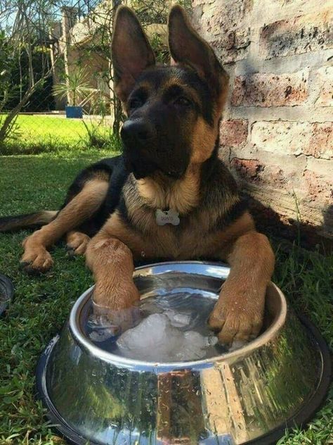 German Sheperd Dogs, Athletic Dogs, German Shepards, Dog Activities, Shepherd Dogs, Cute Dogs And Puppies, Shepherd Puppies, German Shepherd Puppies, German Shepherd Dog