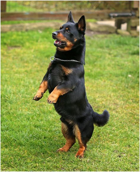 Lancashire heeler, by hagar08. Lancashire Heeler, Rare Dogs, Animal Reference, Kingdom Animalia, Dog List, Rough Collie, Purebred Dogs, Group 1, Dog Rules