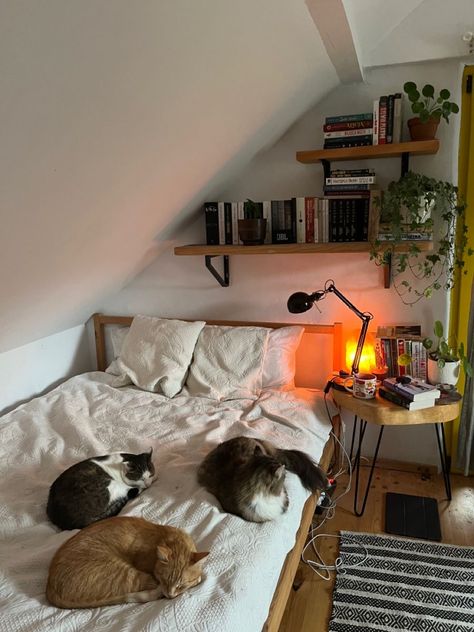 Bedroom Summer, Bedroom Remodeling, Room Redesign, Cats Aesthetic, Redecorate Bedroom, Cozy Room Decor, Dream Room Inspiration, Room Makeover Bedroom, Room Makeover Inspiration