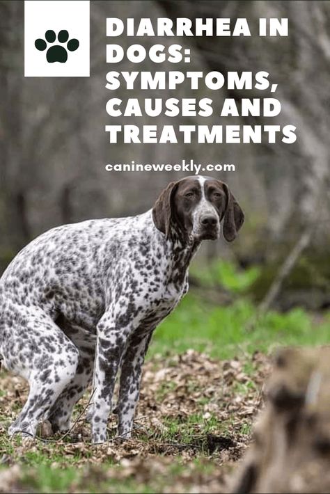 Extreme Emotions, Dog Paw Care, Dog Illnesses, Dog Skin Care, Dogs Home, Dog Medicine, Dog Remedies, Dog Wellness, Ouzo