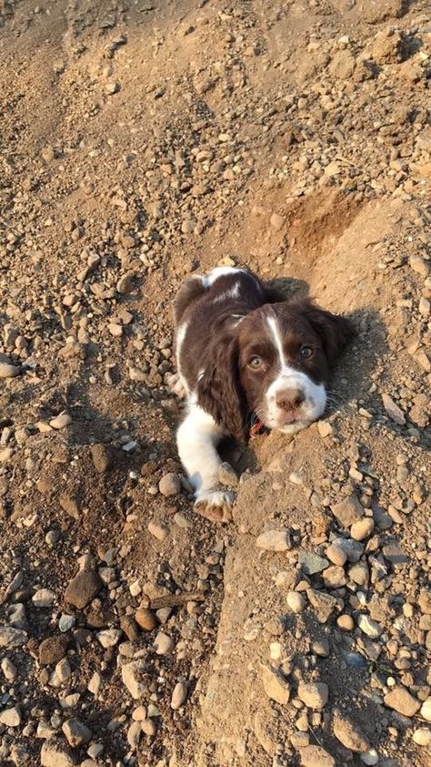 Springer Spaniel Puppy Spaniel Springer, Springer Puppies, Springer Spaniel Puppies, Spaniel Puppies, English Springer, English Springer Spaniel, Best Dog Breeds, Spaniel Dog, Springer Spaniel