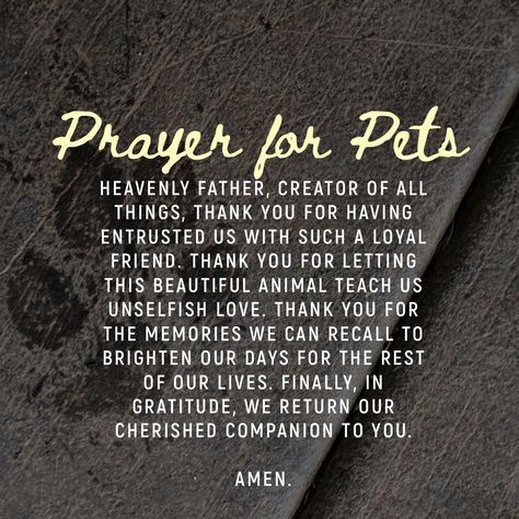 Loss of pet Prayers For Animal Loss, Prayers For Loss Of Dog, Pet Euthanasia Quotes, Prayers For Dogs Passing, Prayer For Pet Passing, Prayer For Loss Of Pet Dog, Prayers For Pets Healing, Prayer For Dog Passing, Prayers For Animals