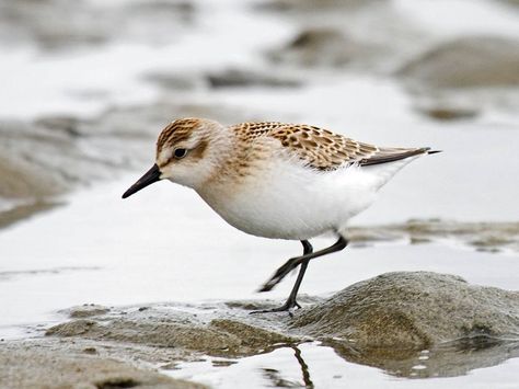 Semipalmated Sandpiper Sand Piper Painting, Sandpiper Watercolor Painting, Sandpipers On The Beach, Sand Pipers On Beach, Common Sandpiper, Sandpiper Bird, Forest Grove Oregon, Beach Birds, Shore Birds