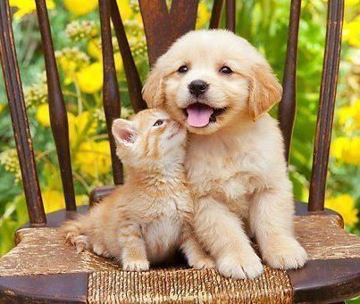 Hermanos Puppy And Kitten, Cute Puppies And Kittens, Cele Mai Drăguțe Animale, Psy I Szczenięta, Image Chat, Puppies And Kitties, Animals Friendship, Kittens And Puppies, Retriever Puppy