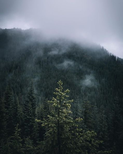 Scottish Forest, Delta Breezes, Dark Naturalism, Forest Aesthetic, Dark Nights, Dessert Photography, Pretty Nature, Blue Filter, Magic Forest