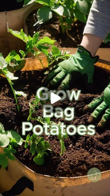 Potatoes In Grow Bags, Planting Seed Potatoes, Sprouting Potatoes, Potato Growing, Grow Potatoes In Container, Harvesting Potatoes, Container Potatoes, Seed Potatoes, Acidic Soil