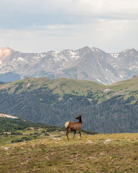 Views of Rocky Mountain National Park wildlife🦌🦃🫎 Fun fact about me: Me + my husband have a goal of visiting all the US National Parks! We just hit 10 this summer + I love photographing landscapes/wildlife while we are there! 🫶🏼Comment "PHOTOS" and I will send you my NEW pricing guide for 2024 + 2025! 🤎Follow @marissawhitephotography for more tips, photos, and deals to come on all things couples, elopements, + lifestyle photography!! ° ° ° ° SEO / couples, boho, western, elopements, Ventu... Us National Parks Photography, Rocky Mountains National Park, Fact About Me, Colorado Trip, National Parks Photography, Pricing Guide, Colorado Travel, Me Me, Us National Parks