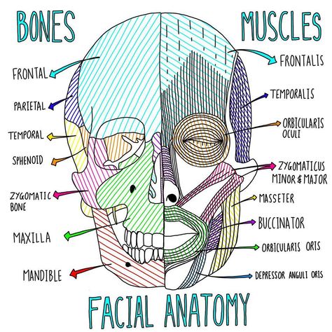 Anatomy And Physiology Notes Study, Larynx Anatomy, Nursing Aesthetic, Medical Things, Nurse Study, Medical Drawings, Anatomy Illustration, Anatomy Bones, Nursing Assessment