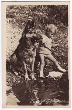 Vintage German Shepherd, Watch Over Me, Dog Pics, Shepherd Dogs, Puppy Mills, Belgian Malinois, D F, Beloved Dog, German Shepherds