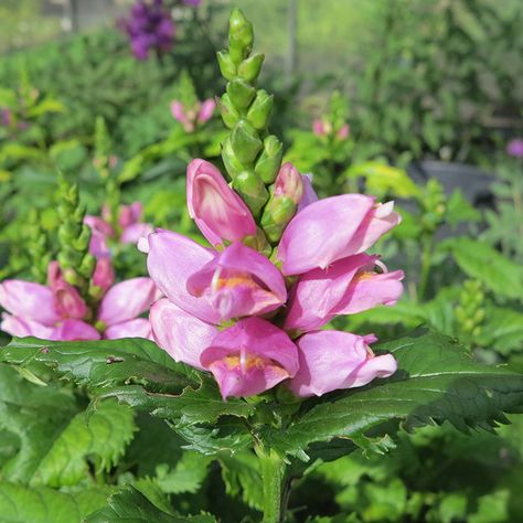 Turtlehead Flower, Zone 4 Perennials, Growing Cherry Trees, Spring Planting, Fairy Paintings, Home Gardens, Plants To Grow, Planting Plan, Plant Information