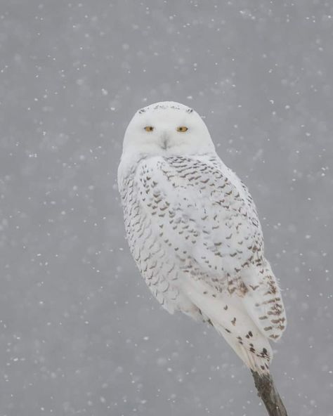 James David Raj photographed a Snowy Owl in Ontario, Canada. Snowy Owls are also known as Polar Owls and are characterised by their white and brown barred appearance. Male owls tend to have lesser brown streaks when compared to females. Snowy Owls prefer Arctic tundras as habitats and are seen in open grasslands. Arctic Owl, Brown Streaks, Snowy Owls, Awesome Owls, Arctic Tundra, Barred Owl, White Bar, Snowy Owl, Winter Beauty