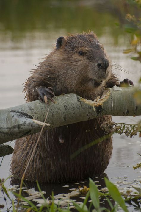 GHK Animals North American Beaver Grand Teton National Park North American Beaver, Regnul Animal, Photo Animaliere, Sweet Animals, Animal Planet, An Animal, Animal Photo, Nature Animals, 귀여운 동물