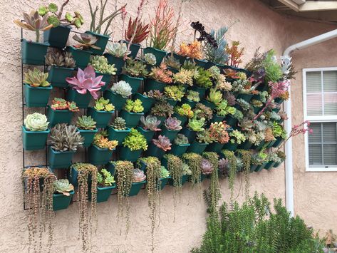 Living Succulent Wall, Succulent Wall Indoor, Succulent Wall Arrangements, Succulent Stand Display, Hanging Succulents Outdoor, Wall Succulent Planter Outdoor, Succulent Arrangements Outdoor Wall, Succulent Collection Display, Succulant Planting Wall