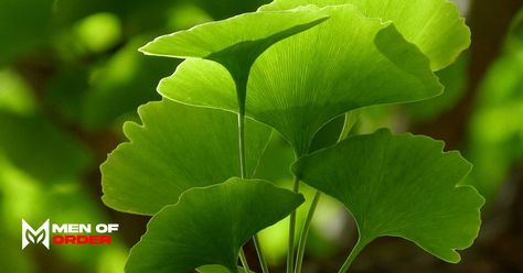 3 Benefits of Ginkgo Biloba - Men of Order Ginkgo Biloba Benefits, Gingko Biloba, Gingko Leaves, Vision Eye, Improve Brain Function, Ginkgo Biloba, Improve Focus, Brain Fog, Natural Herbs