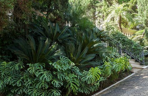 Cycad revoluta with monstera.Good in shade. Monstera Landscaping, Monstera Landscape, Cycads Landscape Design, Cycad Garden Ideas, Mexico Garden, Bali Garden, Landscaping A Slope, Hotel Landscape, Tropical Landscape Design