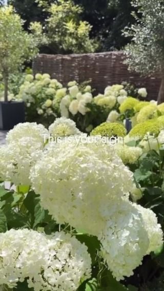 Becks Doyle | My top tips for Hydrangea Annabelle 🤍 These are in their 4th season this year, we planted 10 litre plants in lockdown. They bring me so... | Instagram Hydrangea Annabelle, Black Eyed Susan Vine, Hydrangea Season, Planting Hydrangeas, Black Eyed Susan, Clematis, Garden View, Top Tips, Garden Inspiration