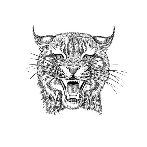 keith-witmer-illustration-pen-ink-angry-bobcat Mouth Open Drawing, Dragon Tattoo Drawing, Indian Wolf, Tiger Vector, Leopard Face, Coloring Images, Illustration Pen And Ink, Color Images, Head Tattoos