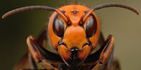 THE ASIAN GIANT HORNET (VESPA MANDARINIA) - Imgur Japanese Hornet, Japanese Giant Hornet, Bees And Wasps, Animal Groups, Look Into My Eyes, Invasive Species, Arthropods, Pet Hacks, Bugs And Insects