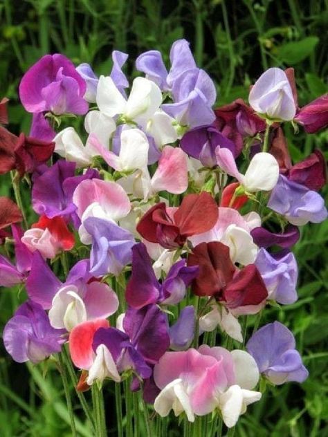 English Style Garden, Sweet Pea Plant, English Garden Design, Pea Plant, Sweet Pea Flowers, English Cottage Garden, Pea Flower, The Perfume, Sweet Peas