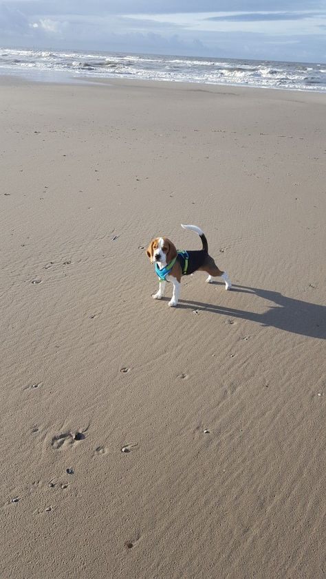 #BeagleCute Pocket Beagle, Bulldog Breeds, Cute Beagles, Therapy Animals, Beagle Mix, Beagle Puppy, Beagle Dog, Puppy Eyes, Charles Spaniel