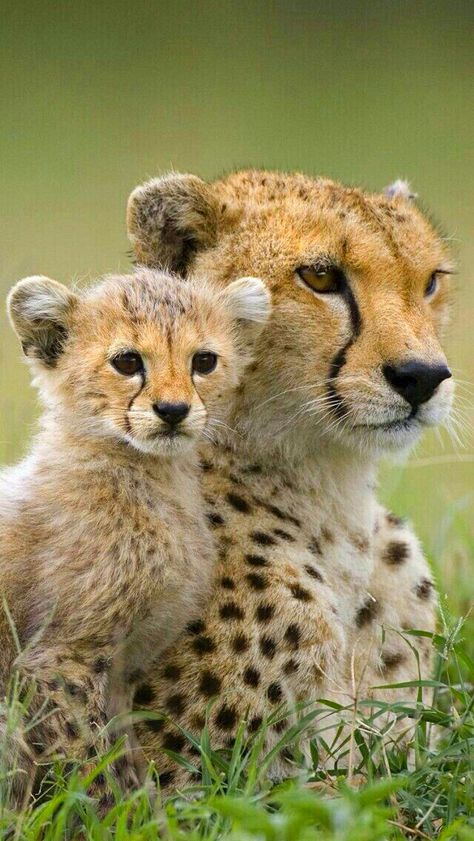 Beautiful mother Cheetah with cub. Big Cat Family, Regnul Animal, Cheetah Cubs, Animale Rare, Majestic Animals, Cute Wild Animals, African Animals, Alam Yang Indah, Cute Animal Pictures