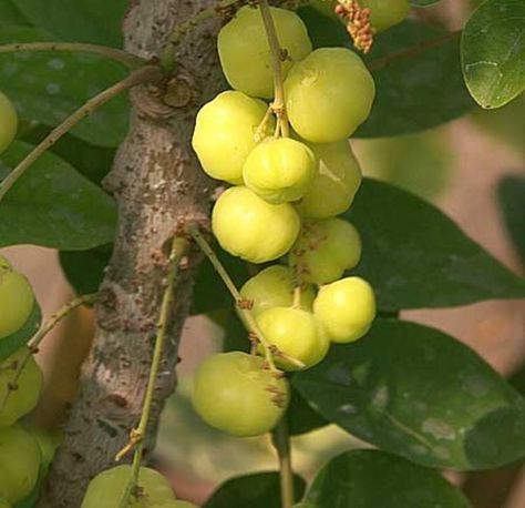 Gooseberry also called Cherrimina or Jimbilin. The tree and fruit of Phyllanthus acidus. The intermediate sized tree produces small, flattened, multi-lobed, berries with a high acid content. The tart yellow berries are edible raw, but most often stewed with sugar, ginger and other spices. Gooseberry Tree, Giant Vegetable, Types Of Berries, Burfi Recipe, Sour Fruit, Garden Catalogs, Green Fruit, Beautiful Fruits, Fruit Vegetables