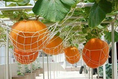 Pumpkin hammock Hydroponic Garden, Growing Pumpkins, Hanging Plants Indoor, Garden Veggies, Hydroponic Gardening, Hanging Garden, Veggie Garden, Growing Food, Farm Gardens