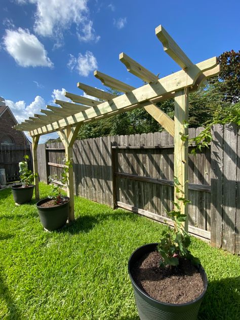 Grape Vine Structures, Grape Vine Garden Ideas, Corner Yard Trellis, Grapevine Ideas Garden, Vine Climbing Ideas, Trellis Ideas For Grape Vines, Grape Arbors Ideas, Passionfruit Vine Trellis Ideas, Grape Vine Fence