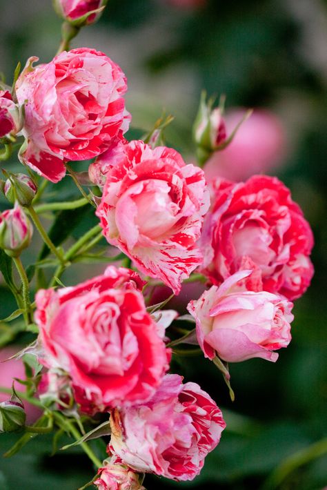 'Orange Splash’ | Floribunda Rose. Jack E. Christensen (United States, 1991) | Flickr - © Yoko Nekonomania Orange Splash, Floribunda Rose, Rose Orange, Wikimedia Commons, Roses, United States, Orange, Flowers, Pink