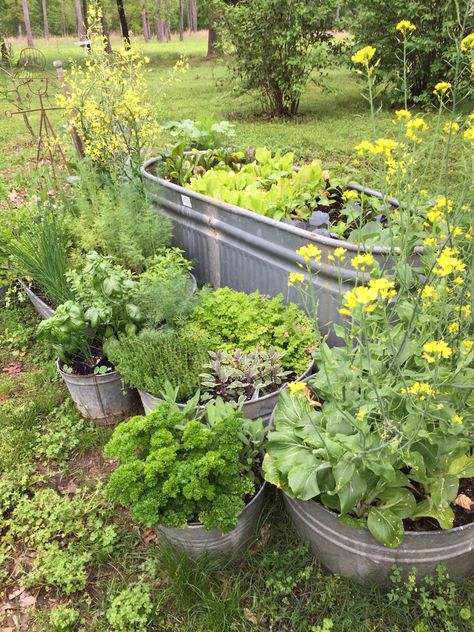 Herb Garden Trough, Metal Container Garden, Stock Tank Garden, Stock Tank Gardening, Garden Vision Board, Galvanized Trough, Tiny House Garden, Garden Bathtub, Starter Garden