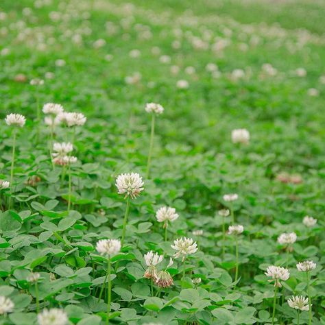 PRICES MAY VARY. PREMIUM QUALITY CLOVER SEED: This high-quality white clover seed is perfect for erosion control, creating a lush lawn alternative, and enriching pasture mixtures. Ideal for covering large areas, it serves multiple purposes including use in deer food plots, green manure crops, and ground cover, making it the most suitable white dutch clover seeds for lawn, garden and backyard. ADVANCED NITROCOATED & INOCULATED SEEDS - Specially treated to ensure superior germination rates and enh Ground Cover Lawn Alternative, Ground Cover Lawn, White Dutch Clover, Lawn Alternative, Food Plots For Deer, Ground Cover Seeds, Deer Food, Clover Seed, Plantain Lily