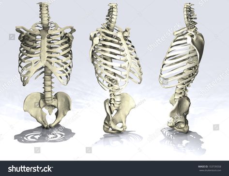 Rib Cage Side View, Skeleton Side View, Rib Cage Drawing, Rib Cage Anatomy, Human Rib Cage, Human Drawing Reference, Figure Drawing Practice, Skull Poster, Anatomy Bones