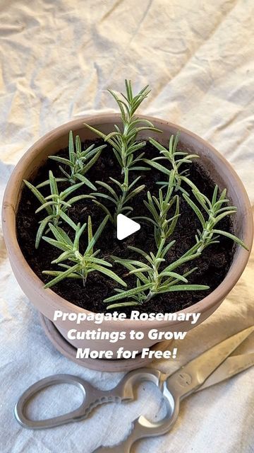 Resh Gala | Organic Gardener on Instagram: "TIPS TO PROPAGATE ROSEMARY PLANTS:👇

🪴Multiply rosemary plants for free by taking cuttings of healthy, tender stems and propagating them in organic potting soil. 

🪴Avoid using old, hard, brown and woody rosemary stems as those are more difficult to propagate.

🪴Dipping the end of the stem in rooting powder/ hormone is optional but can help speed up the process. Cinnamon or honey are great organic alternatives to rooting hormone.

🪴Be sure to strip off few lower leaves before sticking the stem in soil.

🪴To facilitate propagation, you can cover the top of your pot with a clear plastic bag to trap in some moisture/ humidity.

Fall is a great time to propagate and multiply your herbs, to grow them indoors all winter long.

Please like and sha Propagating Rosemary From Cuttings, Propagating Rosemary, Rosemary From Cuttings, Propagate Rosemary, Rosemary Plants, Rooting Powder, Herbs To Grow, Rosemary Plant, Rooting Hormone