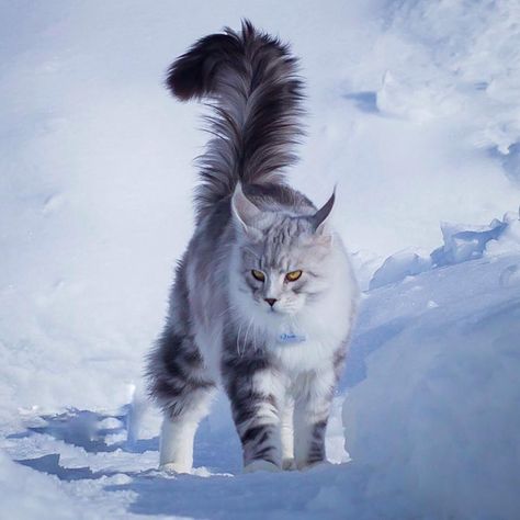 Most Beautiful Cat, Beautiful Cats Pictures, Pro Plan, Purina Pro Plan, Warrior Cats Art, Gorgeous Cats, Beautiful Cat Breeds, Cat Pose, Most Beautiful Cat Breeds