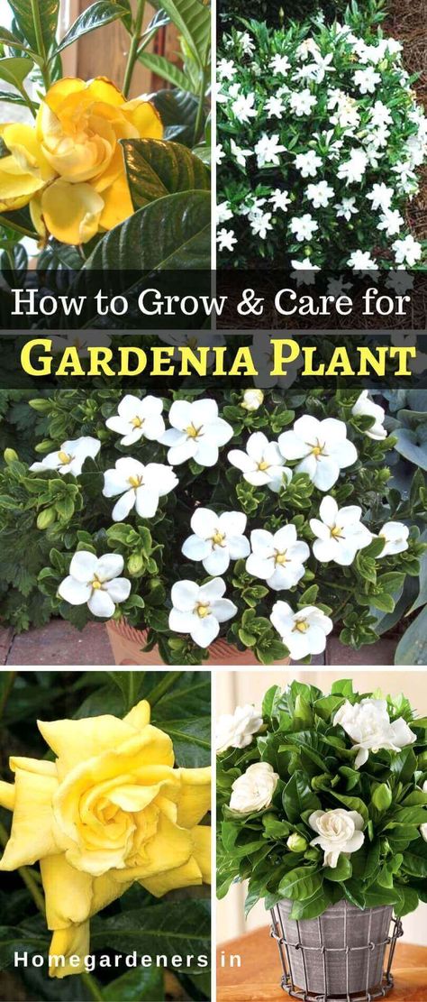 season. Gardenia Fertilizer, Hydrangea Fertilizer, Gardenia Care, Growing Gardenias, Gardenia Bush, Backyard Plans, Gardenia Plant, Garden Board, Yard Plants