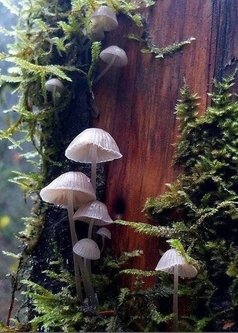 Mushroom Aestethic, Kaylee Core Aesthetic, Kaylee Core, Mushroom Cluster, Mushroom Core, Aesthetic Mushroom, Nature Witch, Mushroom Pictures, Fantasy Aesthetic