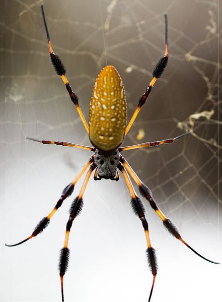 GC3X55V Golden Silk Orb Weaver Spider (Traditional Cache) in South Carolina, United States created by Skillet & Ali Banana Spider, Arachnids Spiders, Spider Pictures, Spiders And Snakes, Orb Weaver, Get Rid Of Spiders, Real Spiders, Spider Silk, Spidersona Ideas