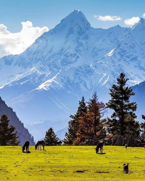 Pakistan Beauty 🇵🇰 on Twitter: "Say something about the natural beauty of Haramosh valley, #GilgitBaltistan 😍 #BeautifulPakistan #PakistanZindabad… " Karakoram Mountains, Pakistan Pictures, Pakistan Tourism, Pakistan Travel, Gilgit Baltistan, Beautiful Places In The World, Beautiful Places To Travel, Amazing Places, Image Hd