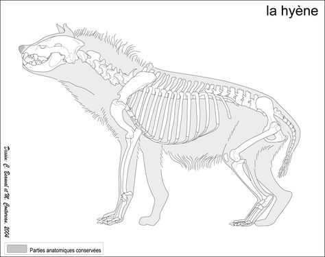 Crocuta crocuta, the spotted hyena Hyena Anatomy, Muscle Reference, Animal Skeleton, Spotted Hyena, Skeleton Anatomy, Skeleton Drawings, Animal Skeletons, Animal Reference, Animal Anatomy