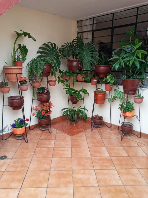 Roofdeck Garden, Living Room Decor Indian, Patio Projects, Plant Care Houseplant, Plant Decoration, Home Garden Design, Mini Garden, Plant Design, Balcony Garden