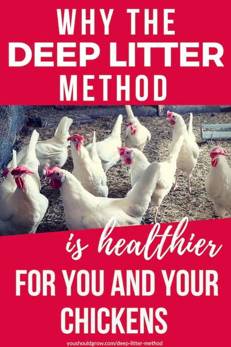 Deep Litter Method, Chicken Composting, How To Keep Chickens, Garden Chickens, Urban Chicken Farming, Clean Chicken, Portable Chicken Coop, Urban Chickens, Backyard Chicken Farming