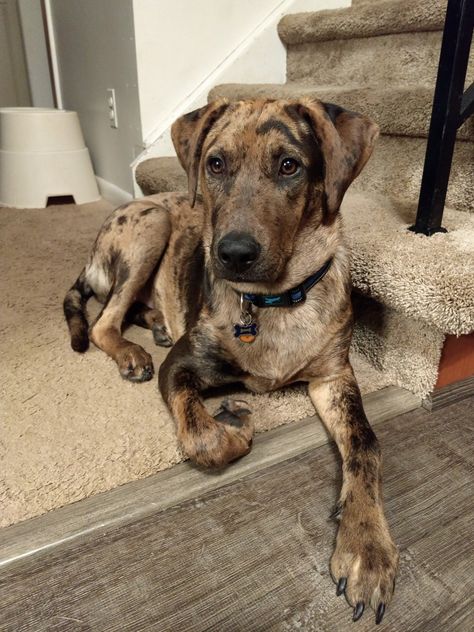 My Catahoula Lab mix puppy Catahoula Lab Mix Dogs, Great Dane Lab Mix Dogs, Cute Mutt Dogs, Mutt Dog Aesthetic, Lab Mix Dogs, Catahoula Leopard Dog Puppy, Catahoula Puppies, Mutt Puppies, Catahoula Leopard Dog Mix